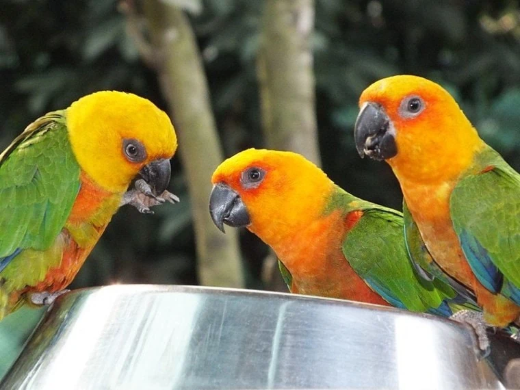 type of Parrots