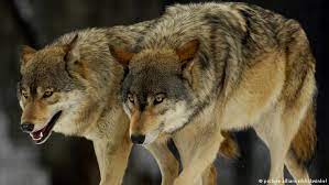 Gray wolves