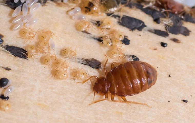Pest control on Fleas