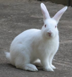 Genera of Rabbits