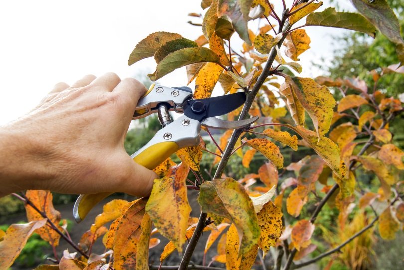 Tree Pruning in Autumn: What You Need To Consider