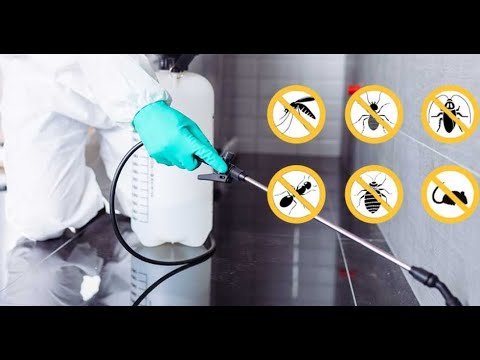 Pest Control London Ontario Effective Solutions for a Pest-Free Home
