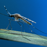 How Mosquitoes Find You (And How Georgetown Experts Stop Them)