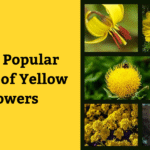 Yellow Flowers 