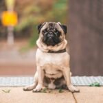 Buy Pet Food Online – The Smart Choice for Modern Pet Parents