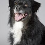 Buy Pet Food in Bulk – Save Money, Time & Hassle