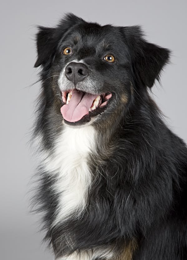 Buy Pet Food in Bulk – Save Money, Time & Hassle