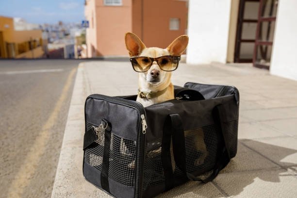 Comfort on the Go: Why Every Small Dog Needs a Puppy Bag