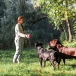 Group Training For Dogs