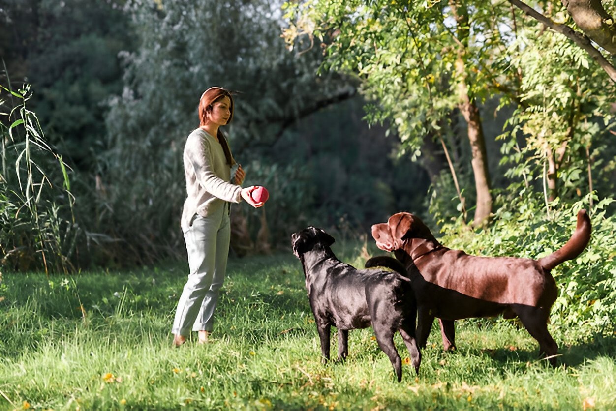 Top Benefits of Group Training Classes for Dogs
