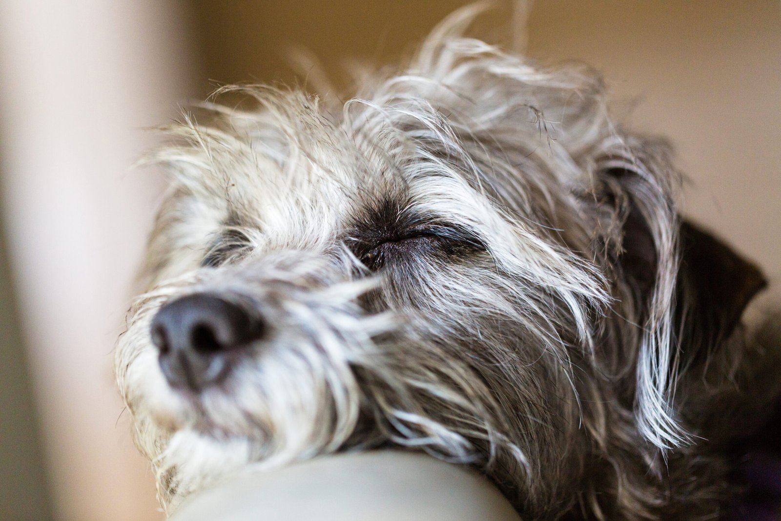 What to Feed a Dog with Bladder Stones & How to Help a Fussy Puppy