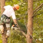 Tree Surgeon Swindon