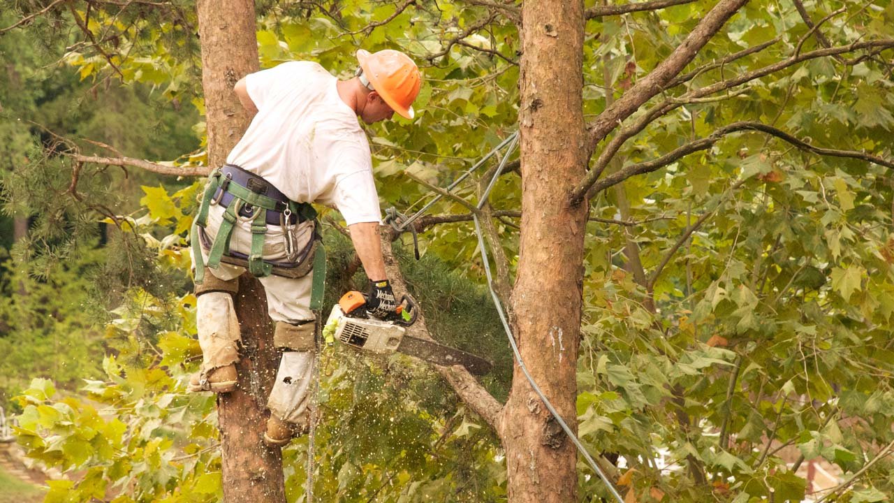 Expert Tree Surgeon Swindon – Professional Tree Care Services