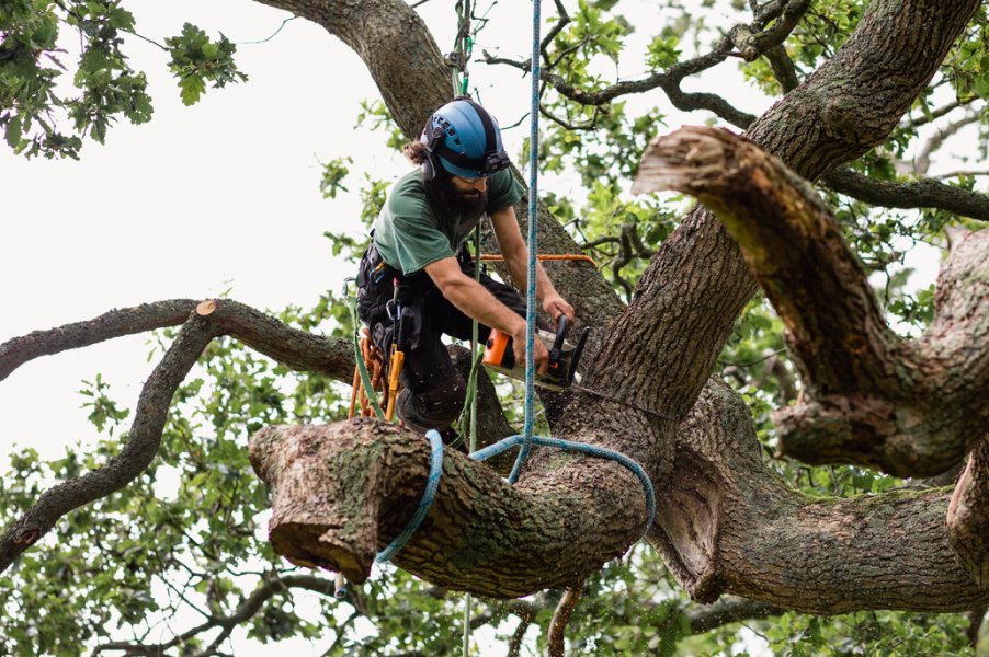 How Much Does It Cost to Lift a Tree?