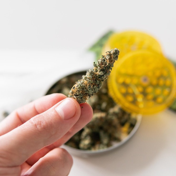 How to Grow Hydroponic Cannabis: A Beginner’s Guide