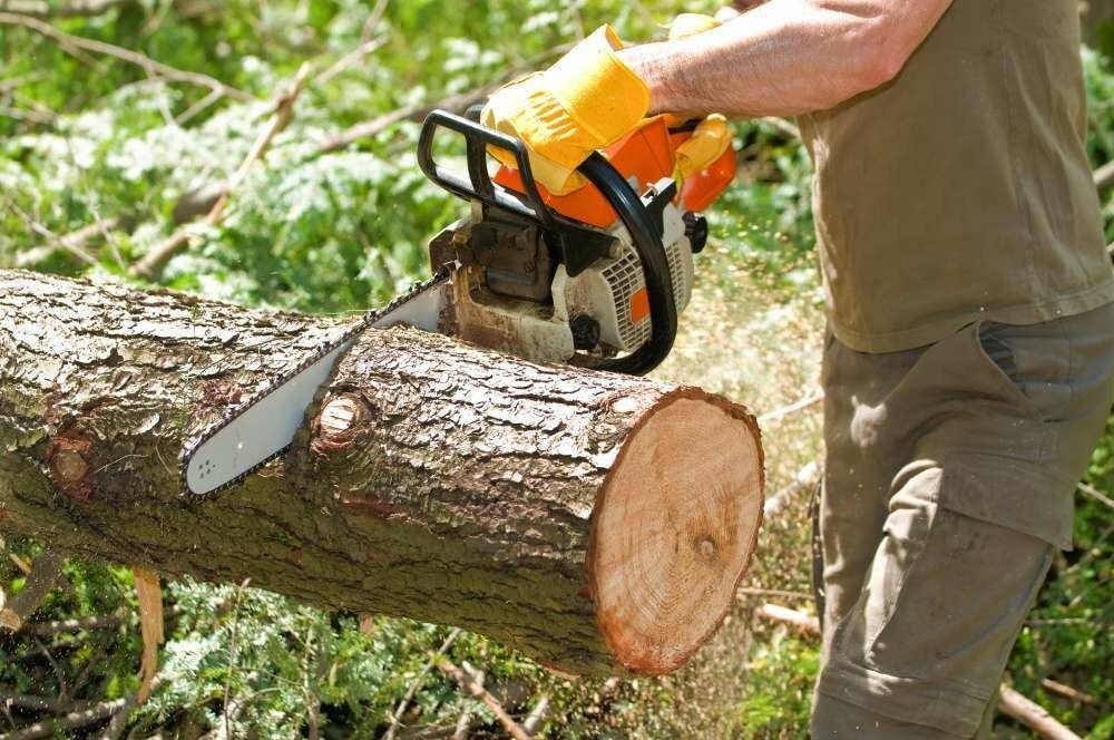 Reliable Tree Cutting Services in Sheffield with Fast Response