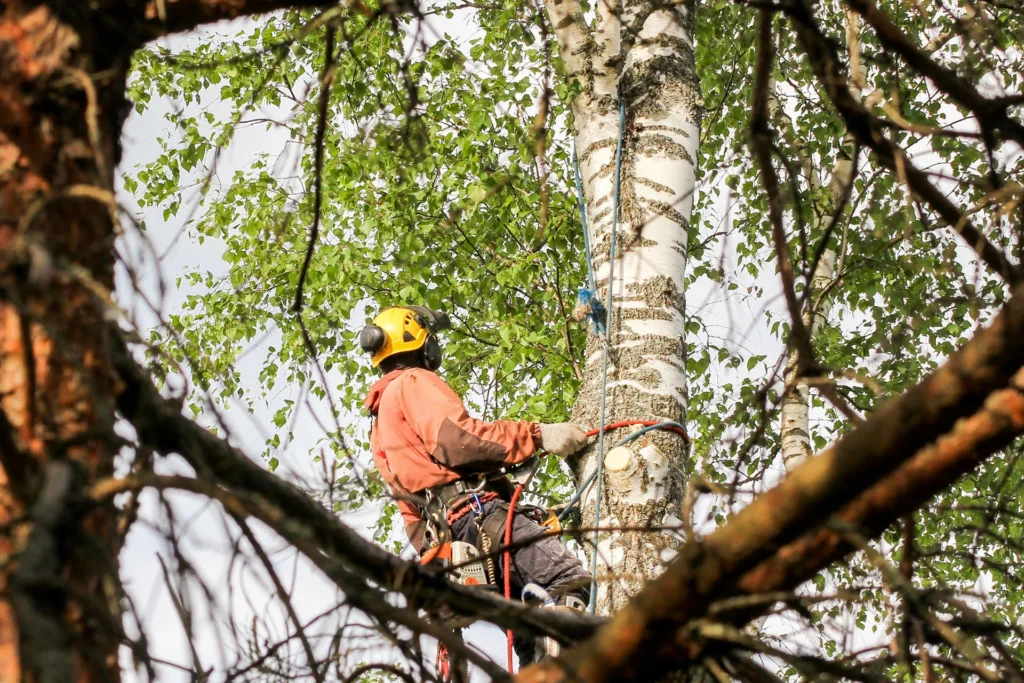tree surgery in huddersfield