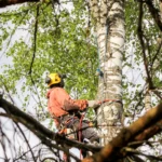 tree surgery in huddersfield