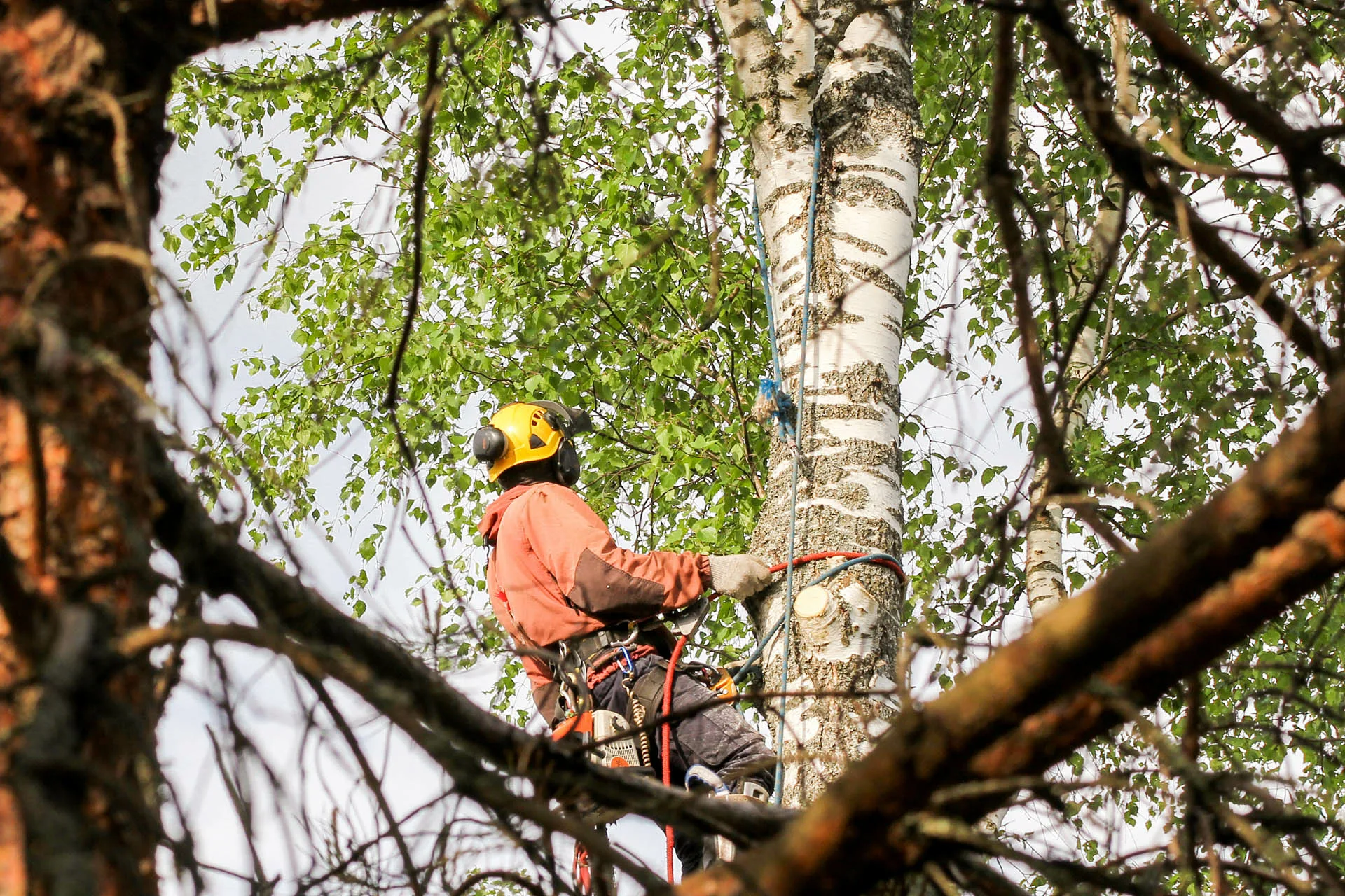 What Are the Signs You Need Tree Surgery in Huddersfield?