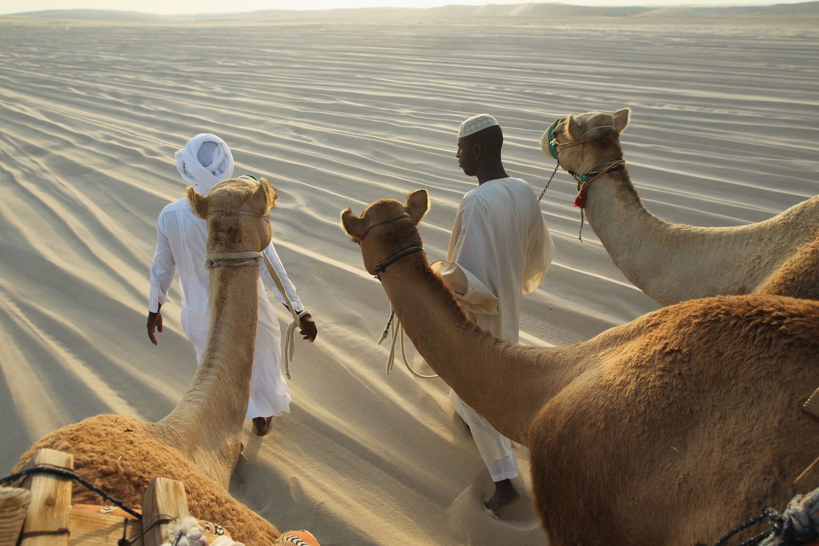Camel Race Viewing in Qatar: Witness the Thrill of a Timeless Desert Sport