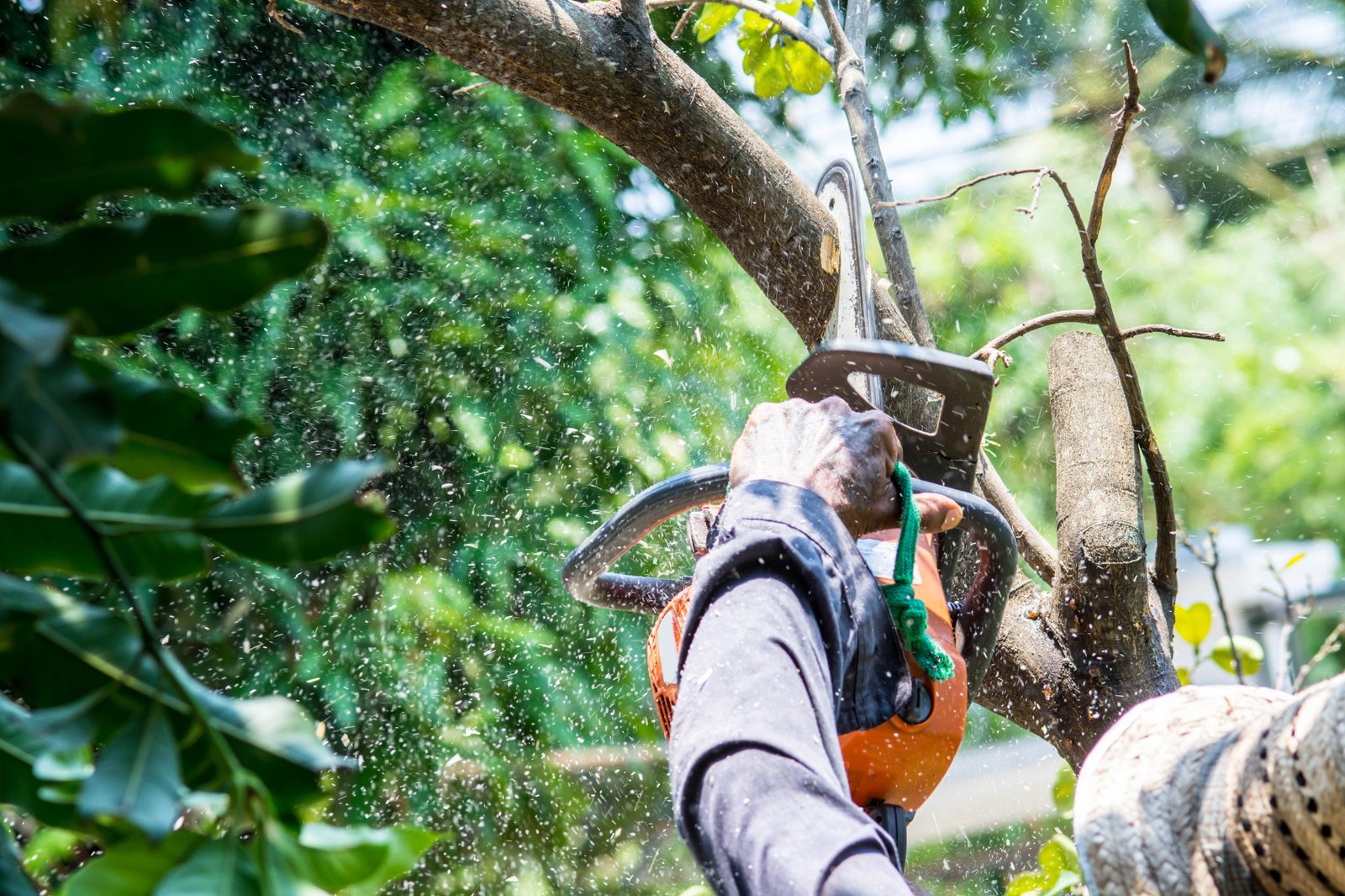 How Can Tree Surgery in Blackpool Boost Your Property Value?
