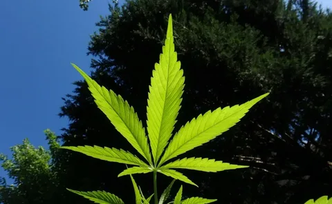 Hemp: Nature’s Versatile Powerhouse