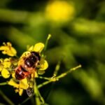 WASP Control Melbourne