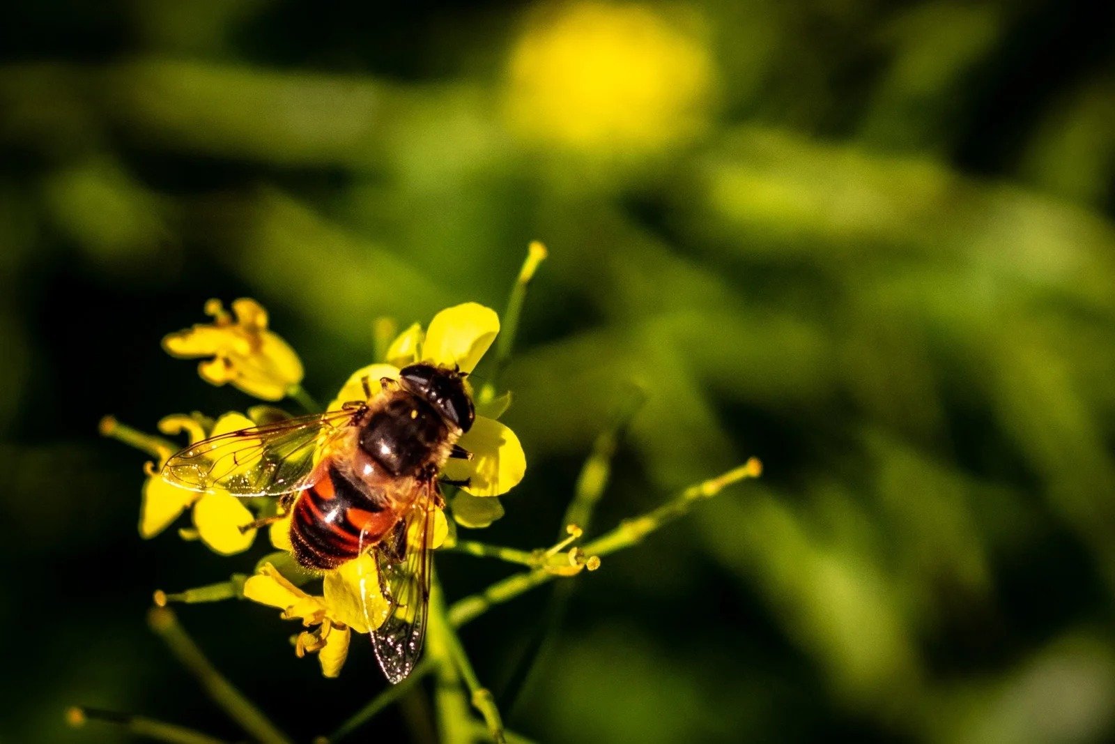 Stung by Surprise? Wasp Control in Melbourne You Can Rely On