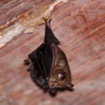 bat removal houston