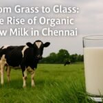 From Grass to Glass: The Rise of Organic Cow Milk in Chennai