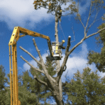 Tree Pruning Charlotte Nc