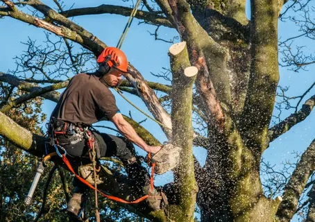 The Role of Tree Services in Enhancing Curb Appeal and Property Value