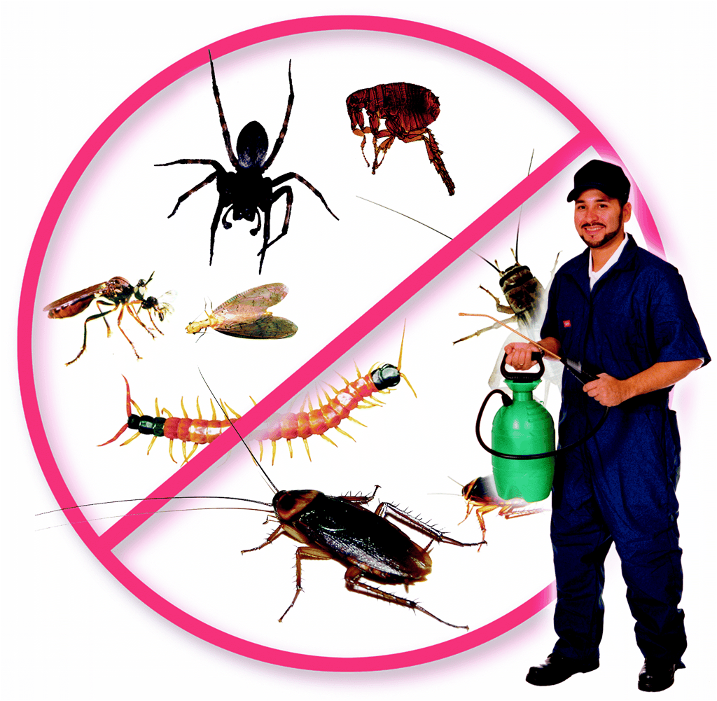 Pest Control Jaipur