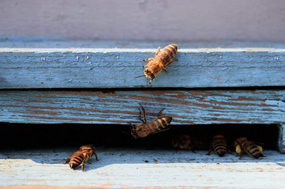Different Wasp Nests Explained –Identification and Removal Made Easy