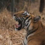 Jhalana Leopard Safari Tour