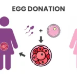 IVF with Donor Eggs Success Rate India