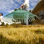 Common Garden Issues You Can Avoid with Professional Maintenance