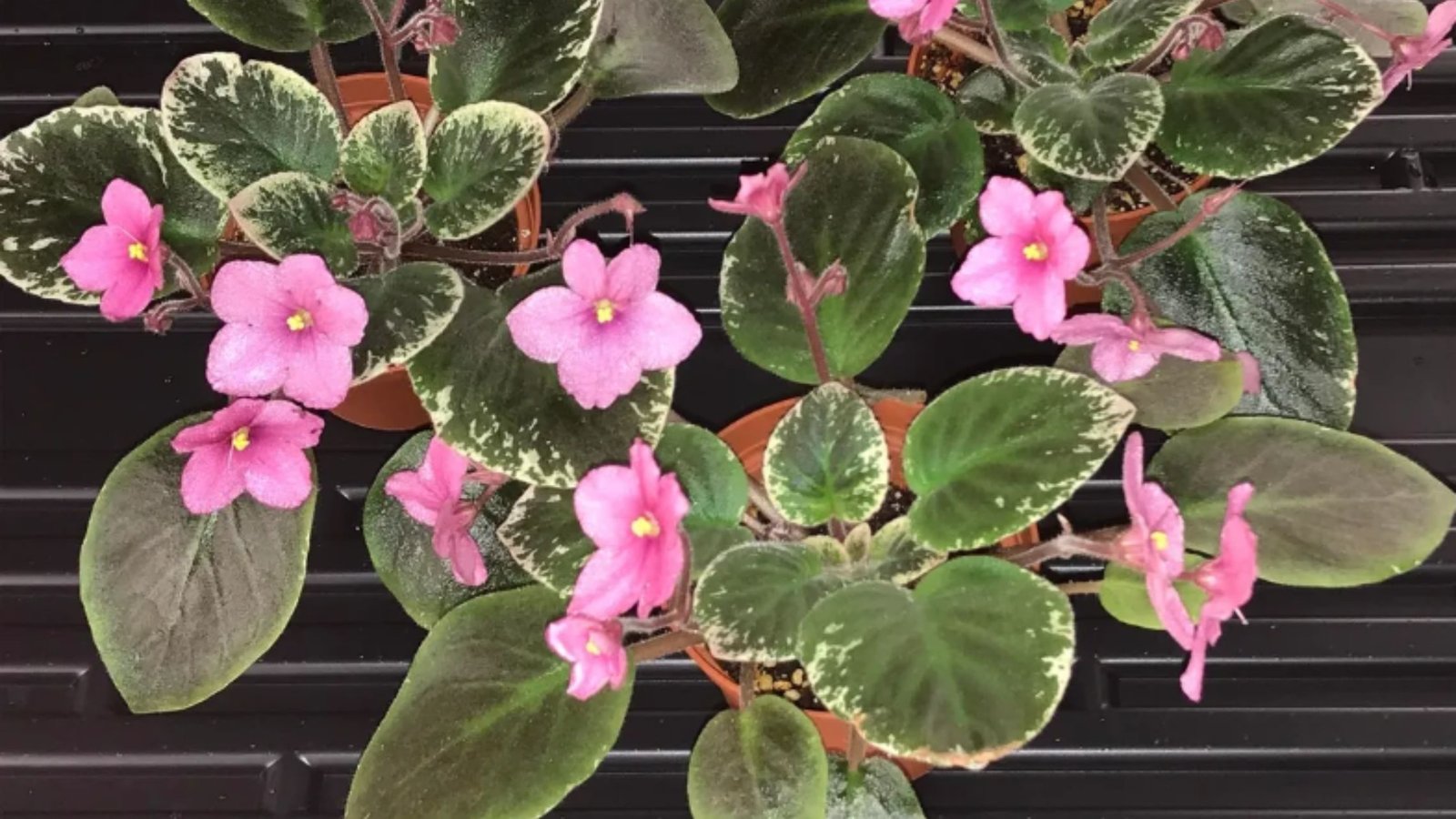 Common Mistakes to Avoid When Growing African Violets from Seed 