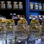 Choosing the Right Strain at a Cannabis Concentrate Store