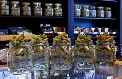 Choosing the Right Strain at a Cannabis Concentrate Store