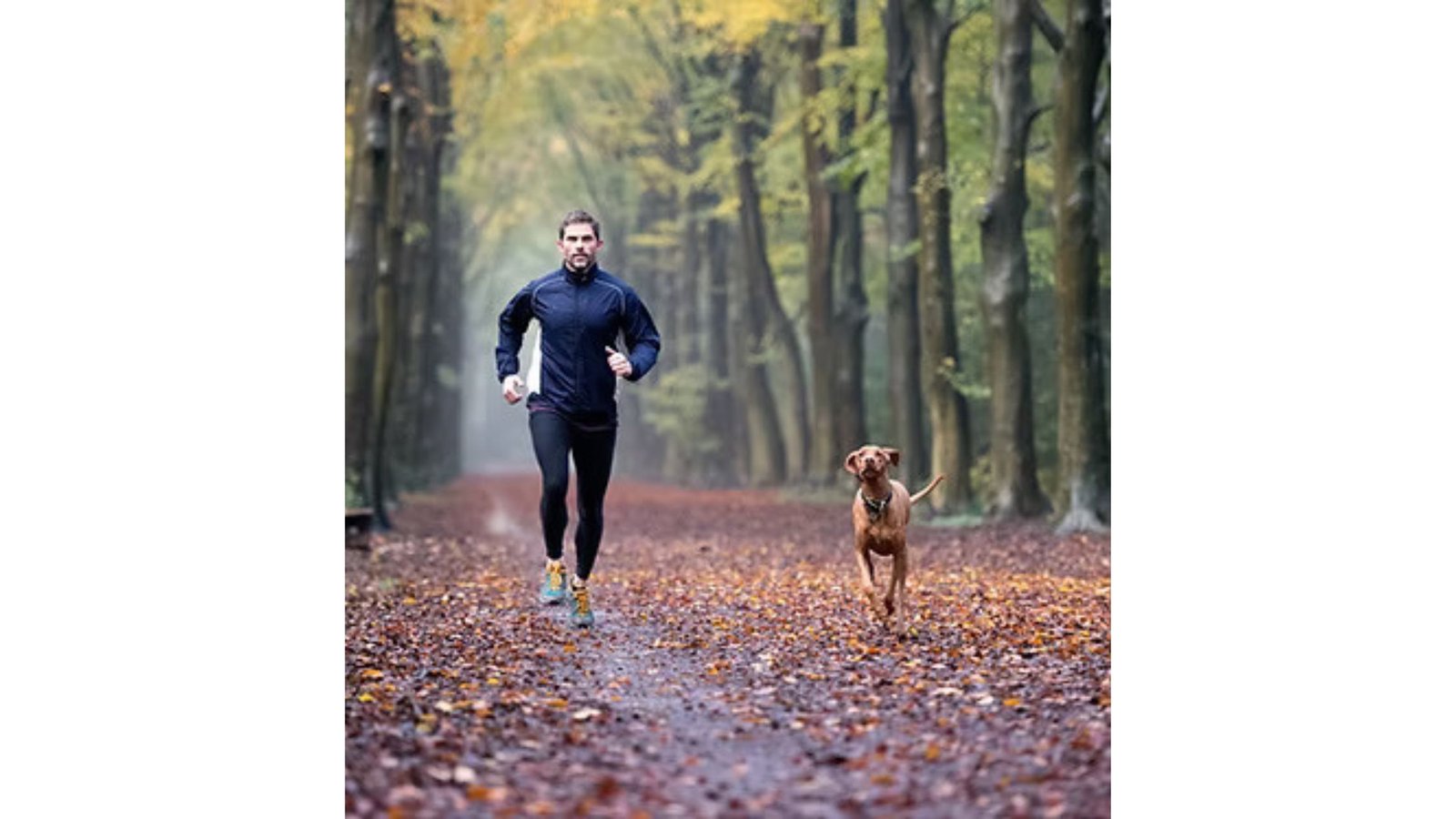 Dog Training in Oregon: Skills Every Pet Should Learn