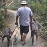 Fast Track Your Dog’s Obedience with a Two-Week Plan