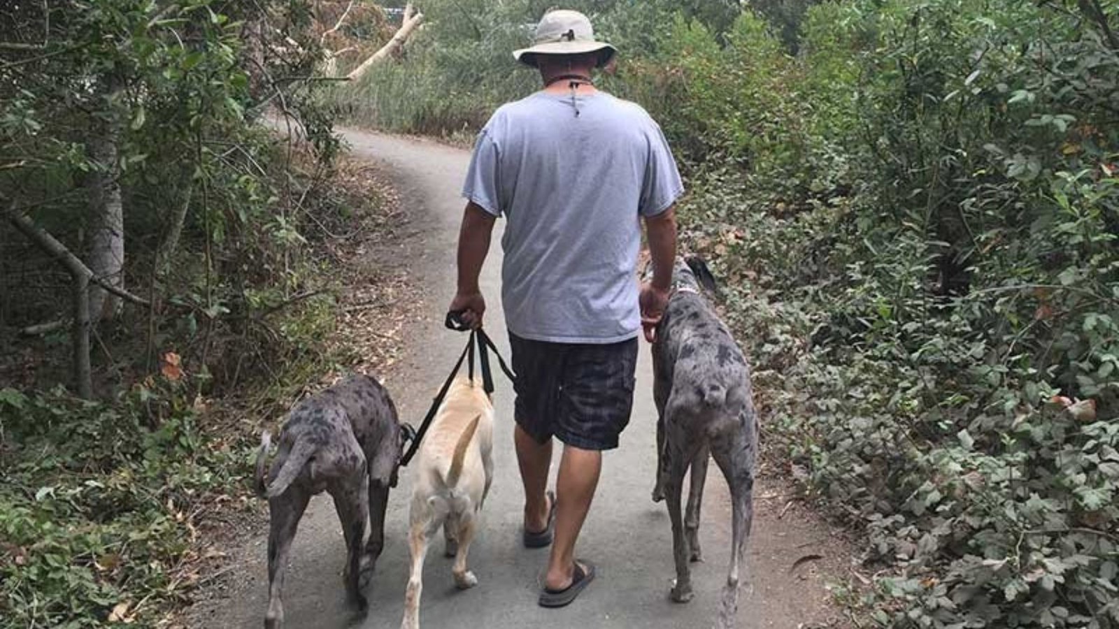 Fast Track Your Dog’s Obedience with a Two-Week Plan