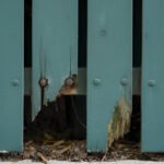 Fence Needs Immediate Repairs