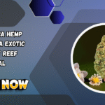 THCA Hemp Flower