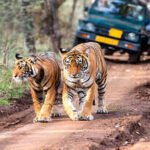 Ranthambore jeep safari timings