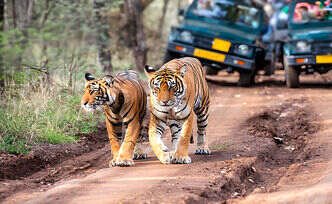 Ranthambhore Jeep Safari Timings: Your Ultimate Guide to Exploring Ranthambhore National Park