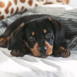 Cottages2Love Highlights Pet-Friendly and Historic Holiday Cottage Stays in the Cotswolds & Stamford Regions