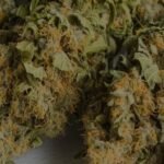 What to Look for in a THC Pen Cart: A Beginner’s Buying Guide