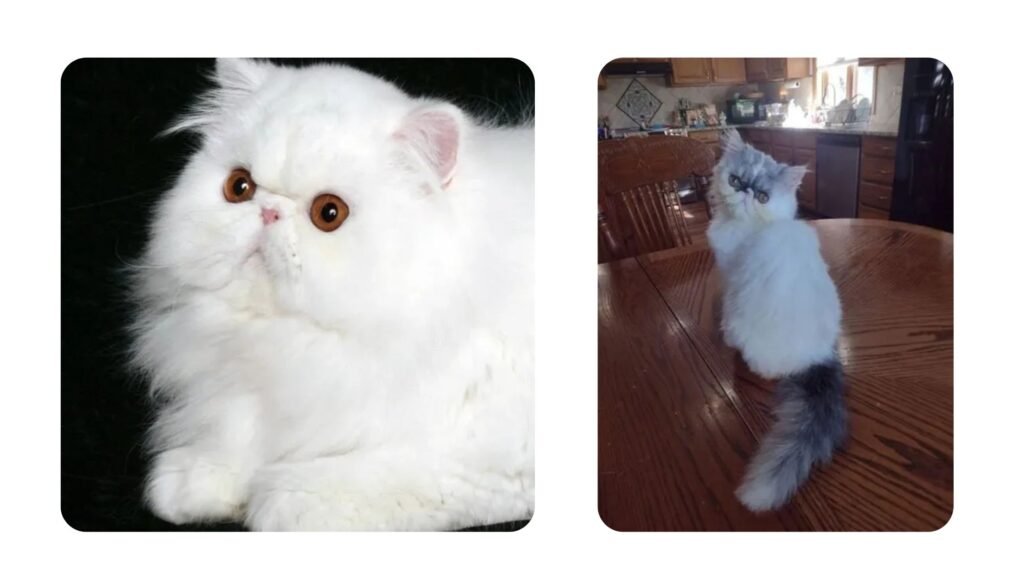 Top Questions About Persian Kittens Answered 